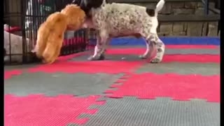 Puppy plays with toy