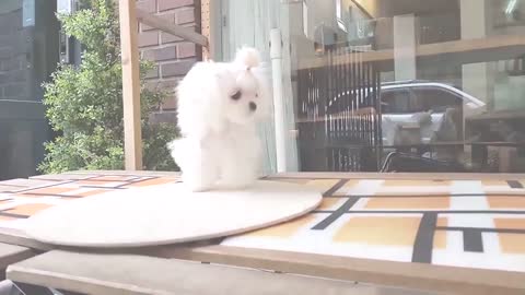 Most Beautiful Maltese Puppies Playing - Very Relaxing
