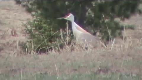 Sandhill Cranes 2