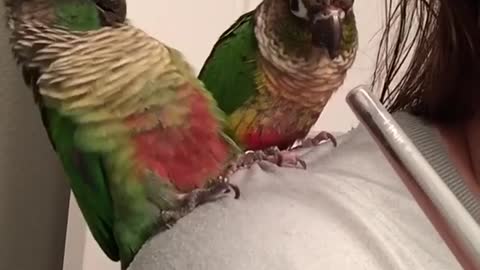 Parrots declare war on makeup brush handle