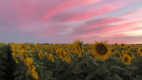 Sunflower field blossoms under majestic evening sunset