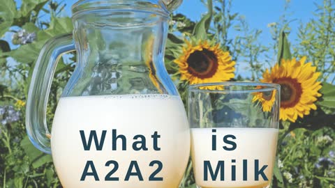 What is A2A2 Milk?