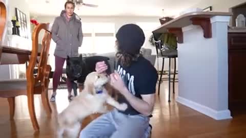 PUPPY TRAINING 101 Golden Retriever Puppy Learns Name