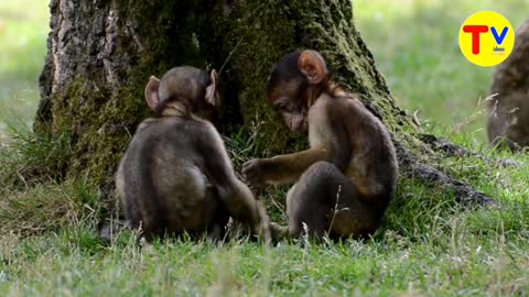 So adorable baby monkeys 🎶