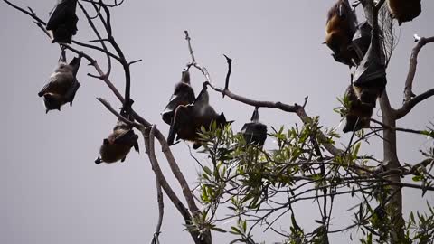 Amazing Bats Hanging On Branches