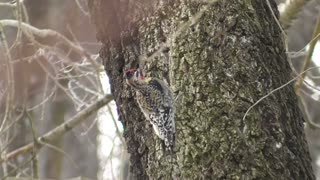 Yellow-Bellied Sapsucker