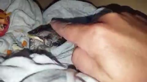 Rescued bird takes water from human