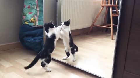 Funny Cat And mirror Video | Cat Funny Video