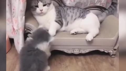 Mama Cat Slaps Baby Cat But Why? Must See This Funny Video