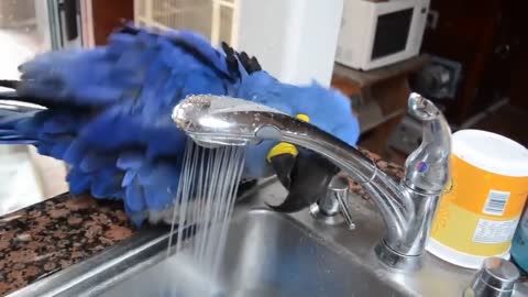 sweet parrot bathing