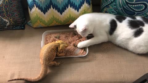 Cat Helps Bearded Dragon Eat Breakfast