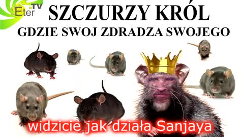 KRÓL SANJAYA KAPUSIEM OKUPANTA - JASNA STRONA CENZURY ( MOCY )