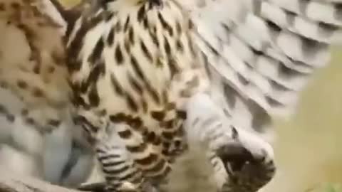 peregrine falcon vs snake | Fighting animals | Jungle hunters