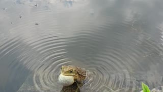 Toad Croaks and Sings by the Shoreline