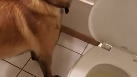 Dog peeing in toilet Viral videofh