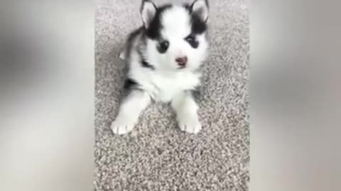 Funny Husky Puppies Dogs Video Compilation