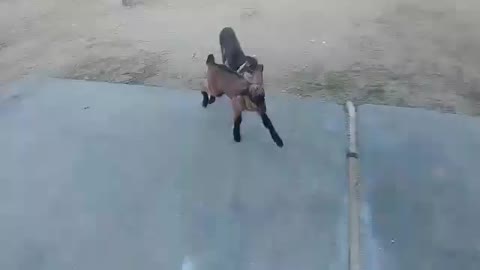 2 baby goats playing