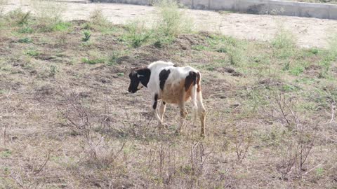 View of black and white cow grazing, White cow with black spots grazing