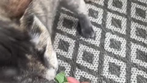 Cat Lady Discovers Wild Catnip