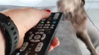 How to turn off your dog