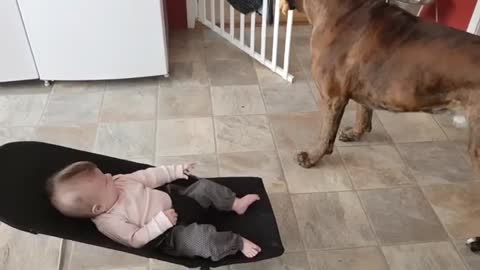 dog playing with baby happy