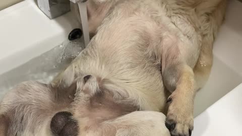 Dog Cools off With a Spa on a Summer Day