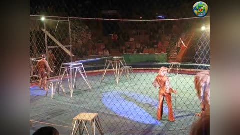 León maltratado por su "domador", lo ataca en plena función de Circo