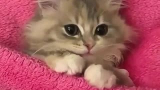 Cute Caty