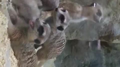 Beautiful family of meerkats