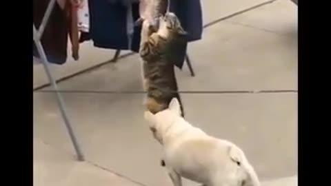 Cats doing crazy stuff