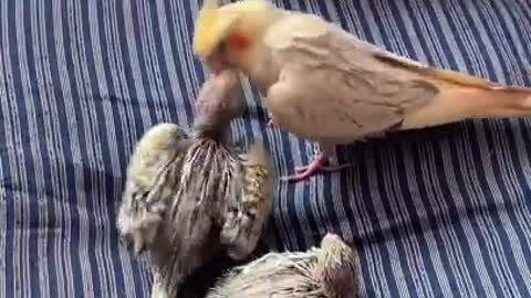 Mama cockatiel feeding chicks