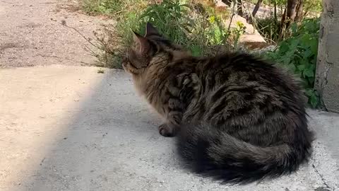 my cat “Dexy” beautiful and cutest cat funny cat