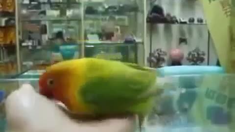 Funny Parrot Make Strange Sound!!!