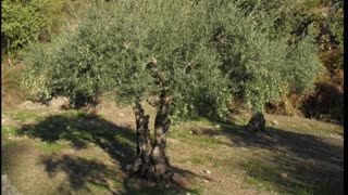 Oliveira ( Olea europaea L ) serve para Prevenir a pressão alta