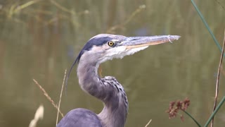 Handsome Great Blue Heron