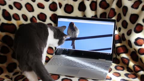 A funny cat watching on the laptop.