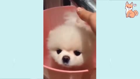 Baby Dog- Baby and Fluffy dog Video #12 | Baby Animals