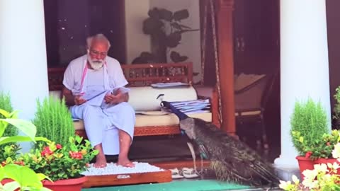 Precious moments: PM Modi feeding peacocks at his residence