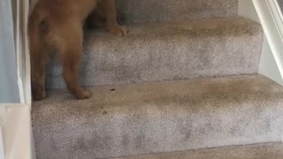 Golden retriever teaching his puppy brother how to go up and down the stairs