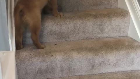 Golden retriever teaching his puppy brother how to go up and down the stairs