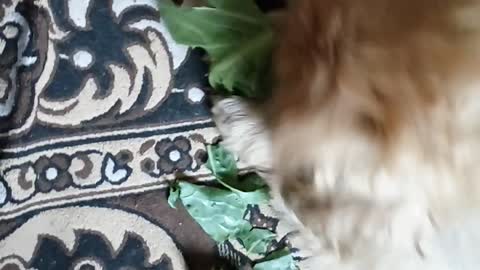 The dog eats the cabbage