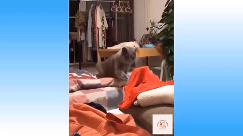 Cute And Funny Cat Video