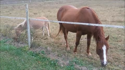 Hand Feed Roadside Horse Grass Over Electric Fence He Eats Like a Horse