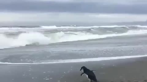 little adorable Penguin outside sea beach