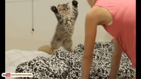 Funny Cat Vines - Short Funny Cats Videos ,,em