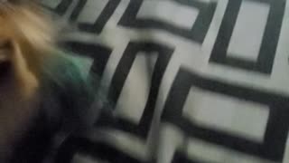 Teacup playing with toy