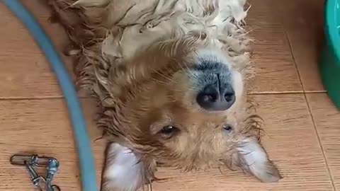 Happy Dog Loves a Good Bath