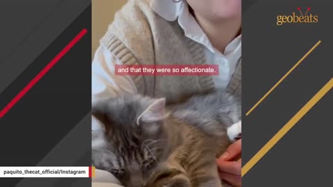 Dog person is shocked when her first cat turns out to be affectionate