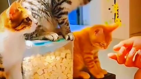 The Cat Handshake Human Eating Food Videos _ Animals Cute Video #156