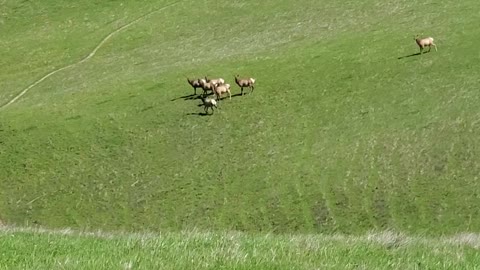 Tule Elk on grassy hill